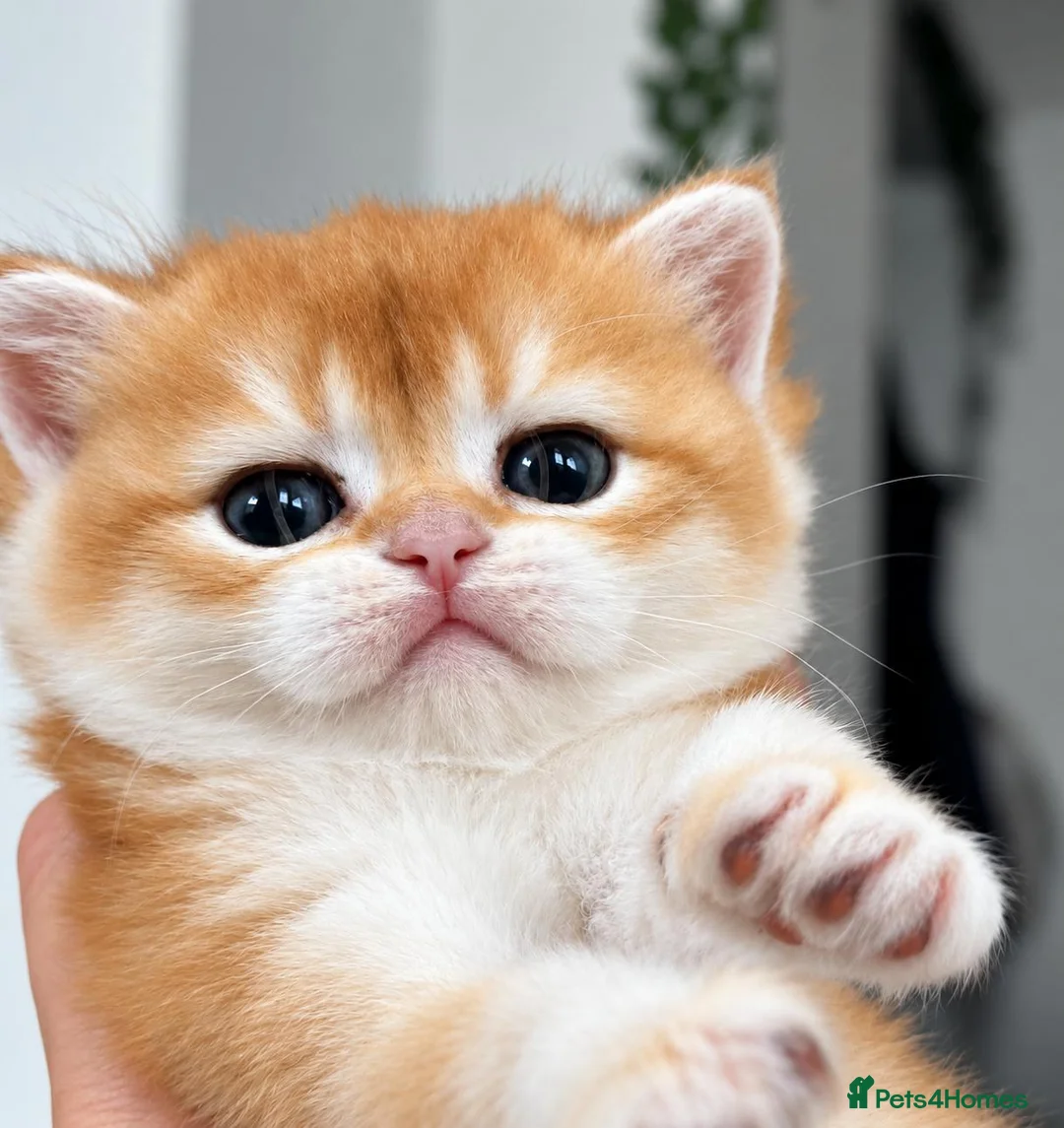 Scottish Fold cats for sale: Scottish Straight Golden Shaded in Poole - Advert 6
