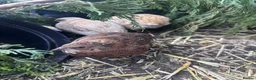 Quail poultry for sale: Coturnix quail eggs in Reading - Advert 9