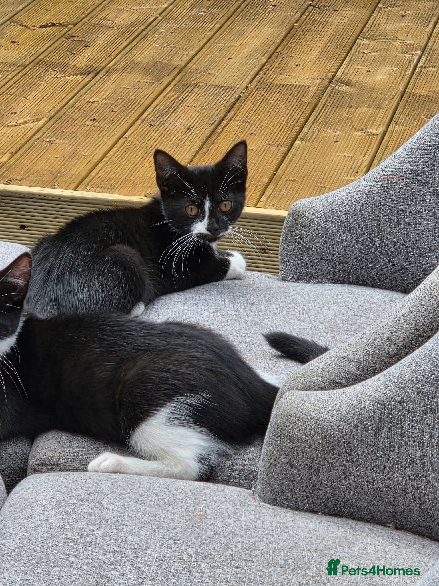 Mixed Breed cats One boy and one girl left - Advert 2