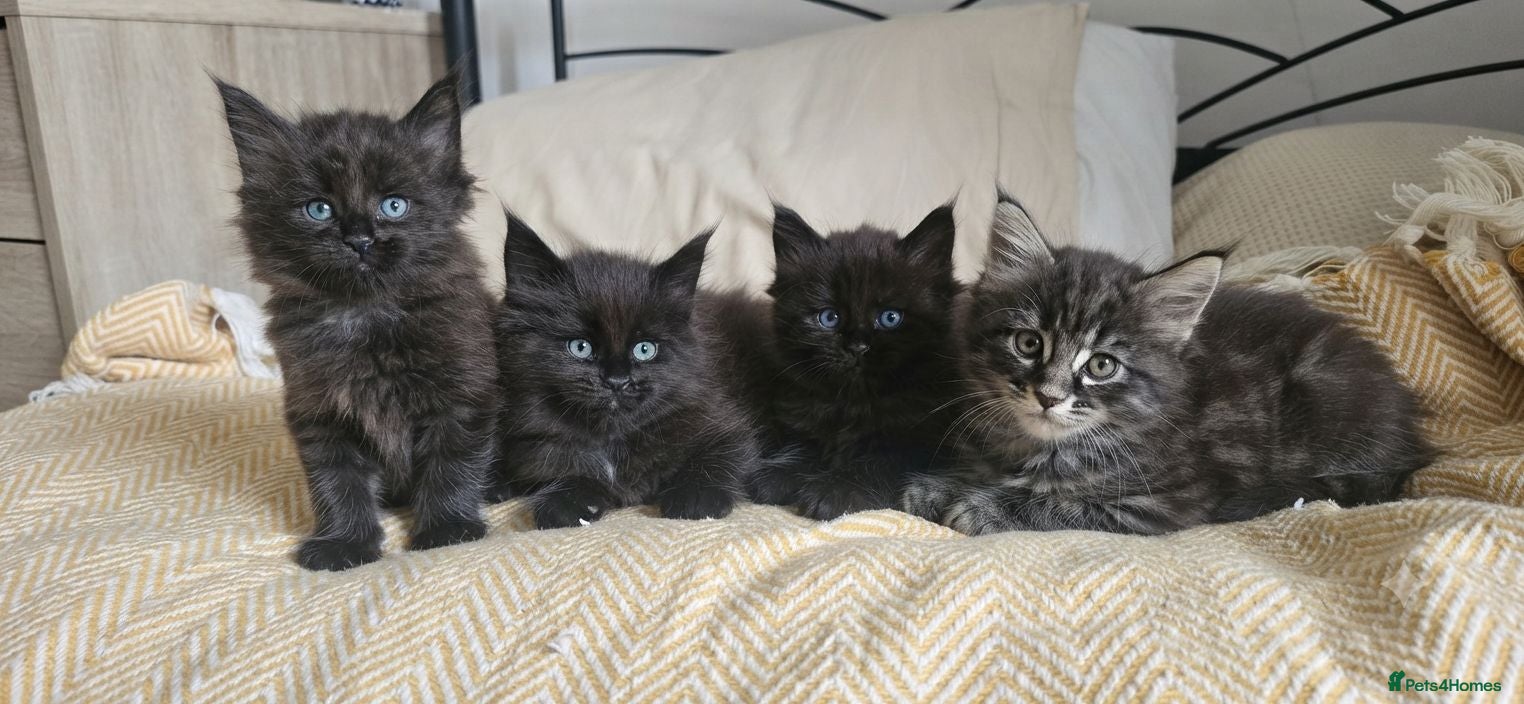 Maine Coon cats Maine coon kitten  - Advert 1