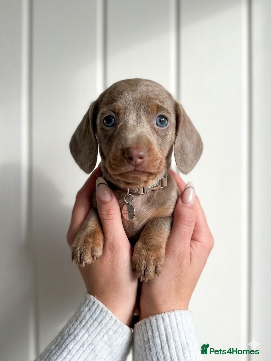 Miniature Dachshund dogs Miniature dachshund puppies  - Advert 5