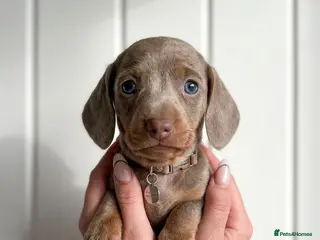 Miniature Dachshund dogs Miniature dachshund puppies - Advert 5