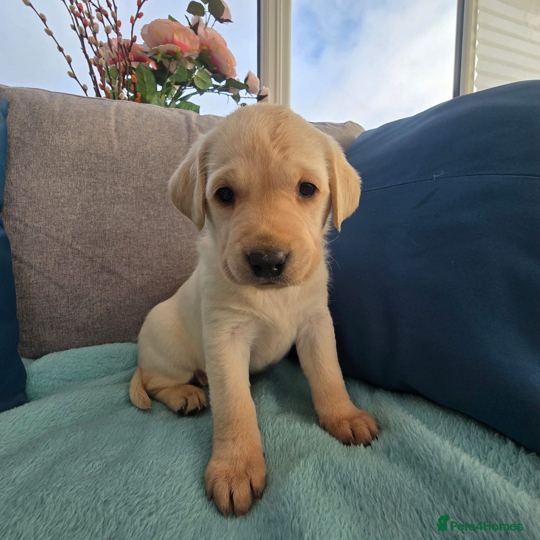 Labrador Retriever dogs for sale: Snow-White Labrador Puppies - Advert 2