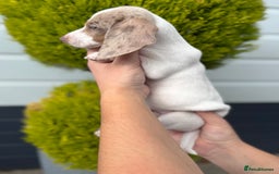 Miniature Dachshund dogs for sale: Miniature Dachshund Puppies (Licensed Breeder) - Image 18