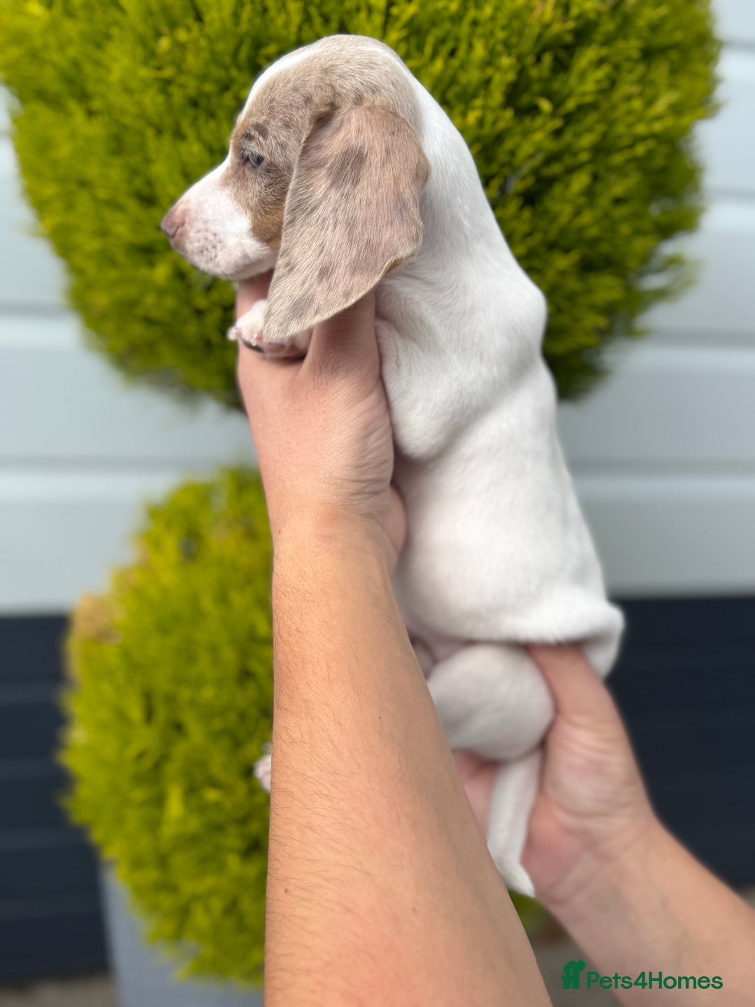 Miniature Dachshund dogs for sale: Miniature Dachshund Puppies (Licensed Breeder) - Image 18