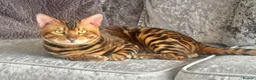 Bengal cats for sale: Amazing Bengal Babies - Advert 3