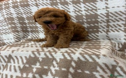 Cavapoo dogs for sale: Beautiful Fox 🦊 Red Cavapoos  - Image 4