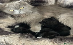 British Longhair cats for sale: British long-haired kittens - Image 13