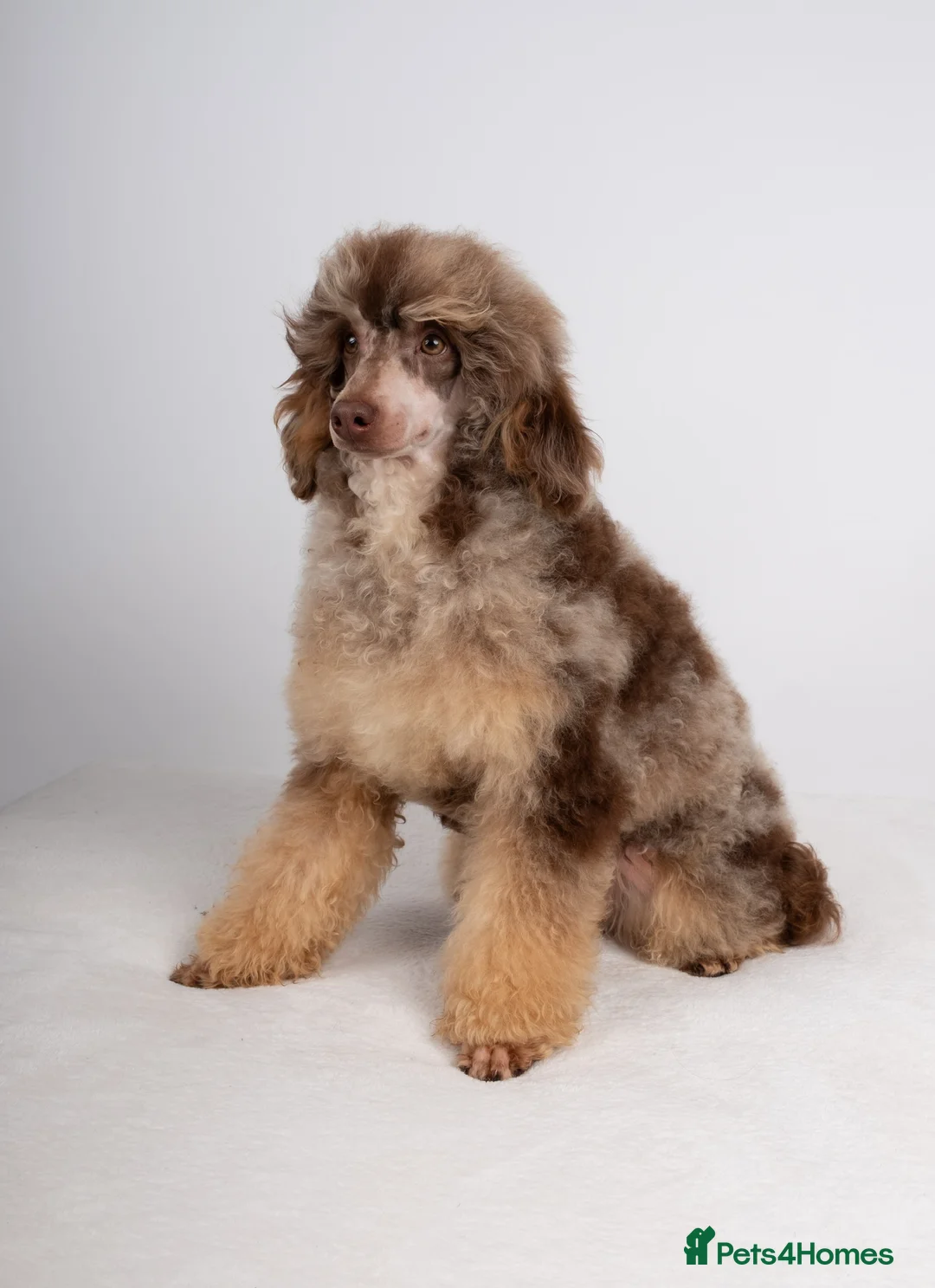 Poodle dogs for stud: EXTENSIVELY HEALTH TESTED POODLE STUD in Hoddesdon - Advert 12