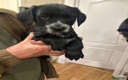 Mixed Breed dogs for sale: Sprockerdor puppies for sale - Image 5