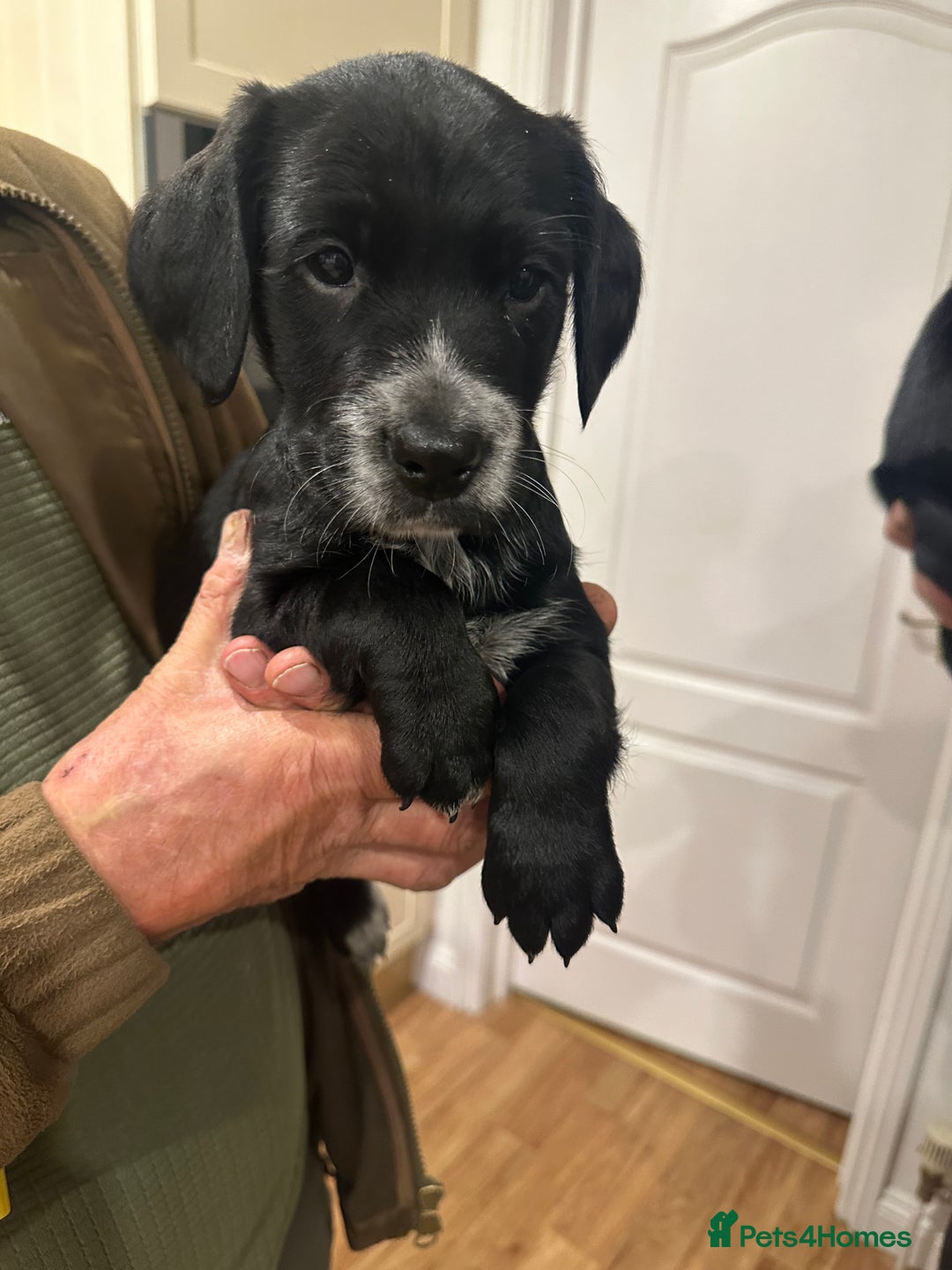 Mixed Breed dogs for sale: Sprockerdor puppies for sale - Image 5