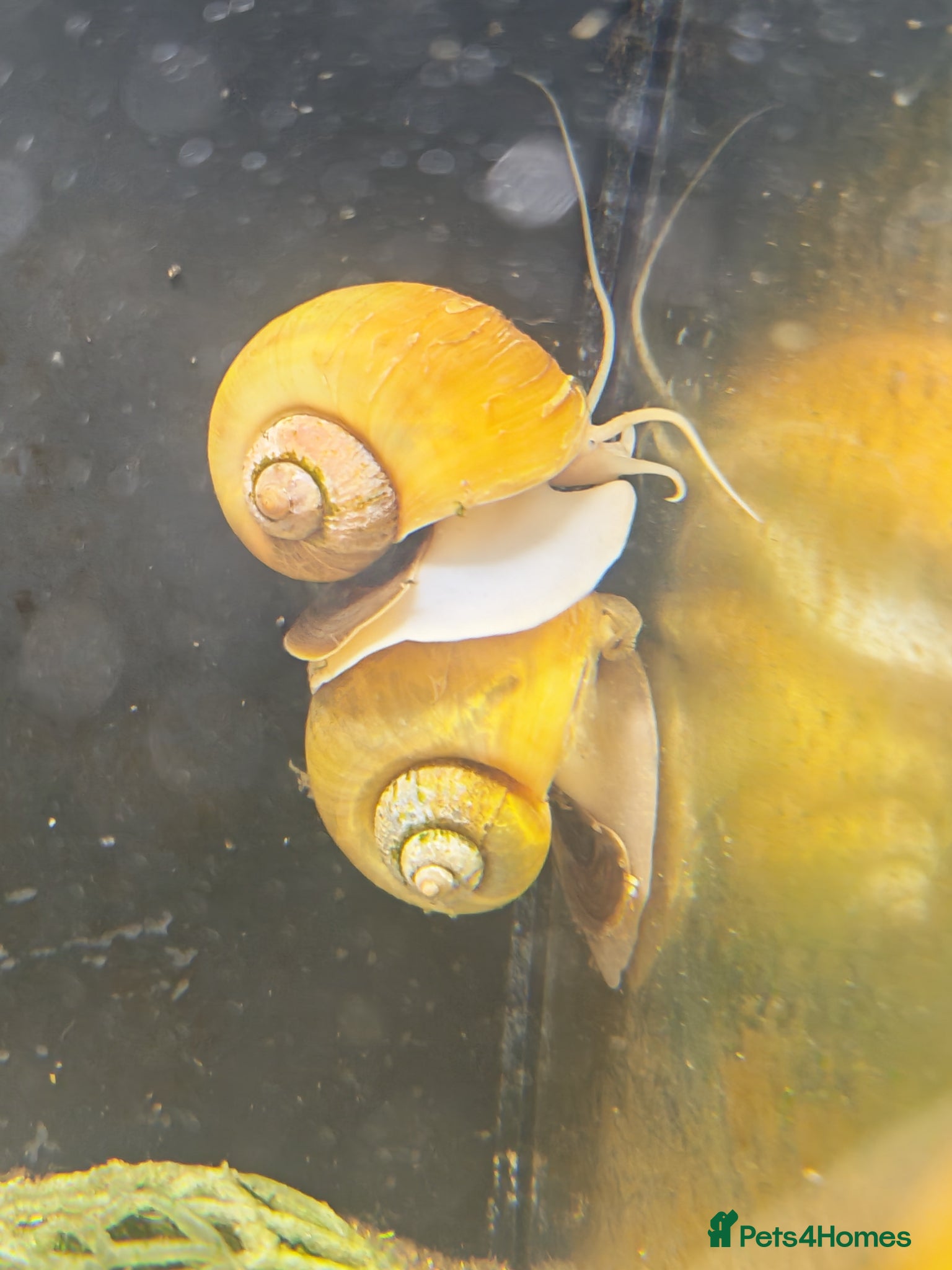 Snails invertebrates FREE Apple Snails x 3 - Advert 2