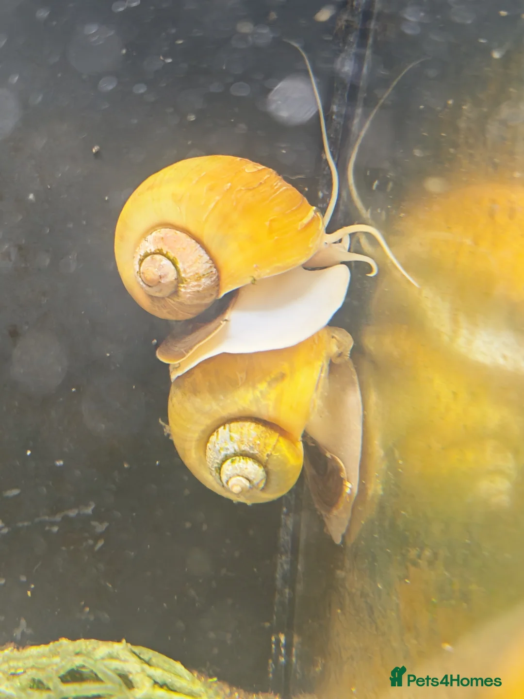 Snails invertebrates for sale: FREE Apple Snails x 3 in Huntingdon - Advert 1