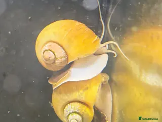 Snails invertebrates FREE Apple Snails x 3 - Advert 1