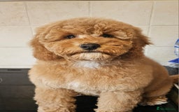 Cockapoo dogs for sale: Female Cockapoo for sale  - Image 1
