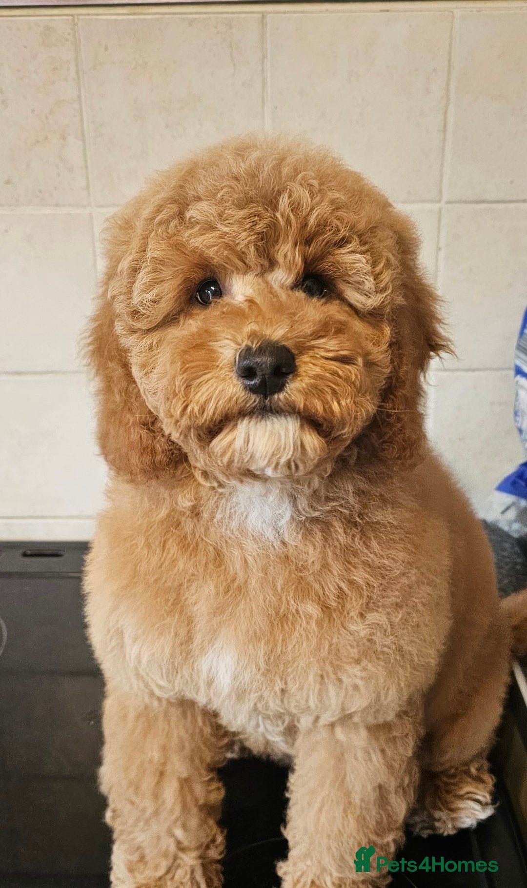 Cockapoo dogs for sale: Female Cockapoo for sale  - Image 1
