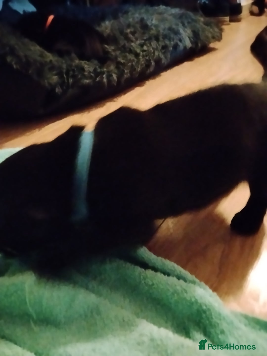 Labrador Retriever dogs for sale: Beautiful Golden and Black Labs - Advert 18