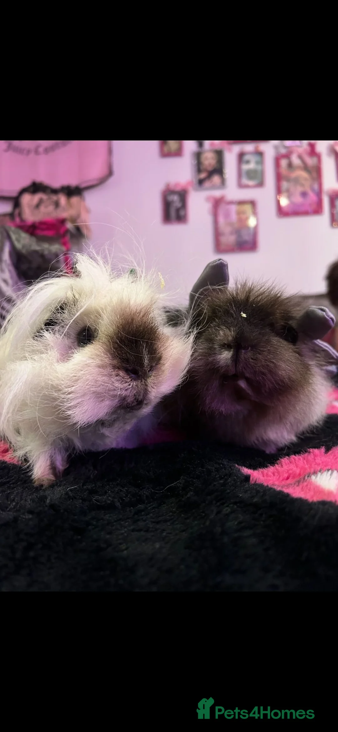 Guinea Pig rodents for sale: Swiss guinea pig - Advert 2