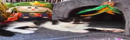 Mixed Breed cats for sale: Kittens - Advert 6