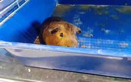 Angora rabbits for sale: Guinea Pigs - Image 1