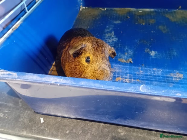 Angora rabbits - Advert 1