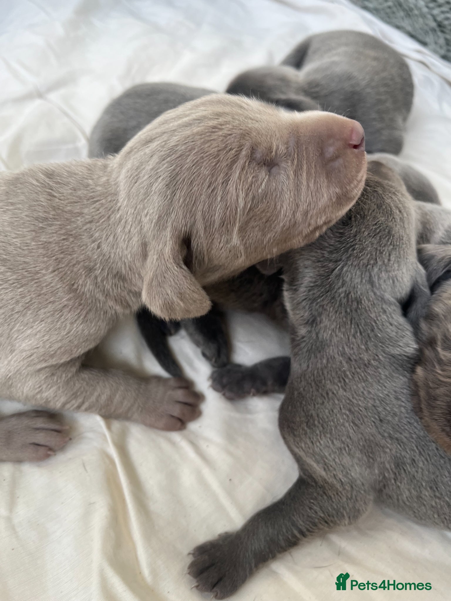 Weimaraner dogs for sale: BLUE and SILVER Purebred pups from KC reg Weims - Advert 21