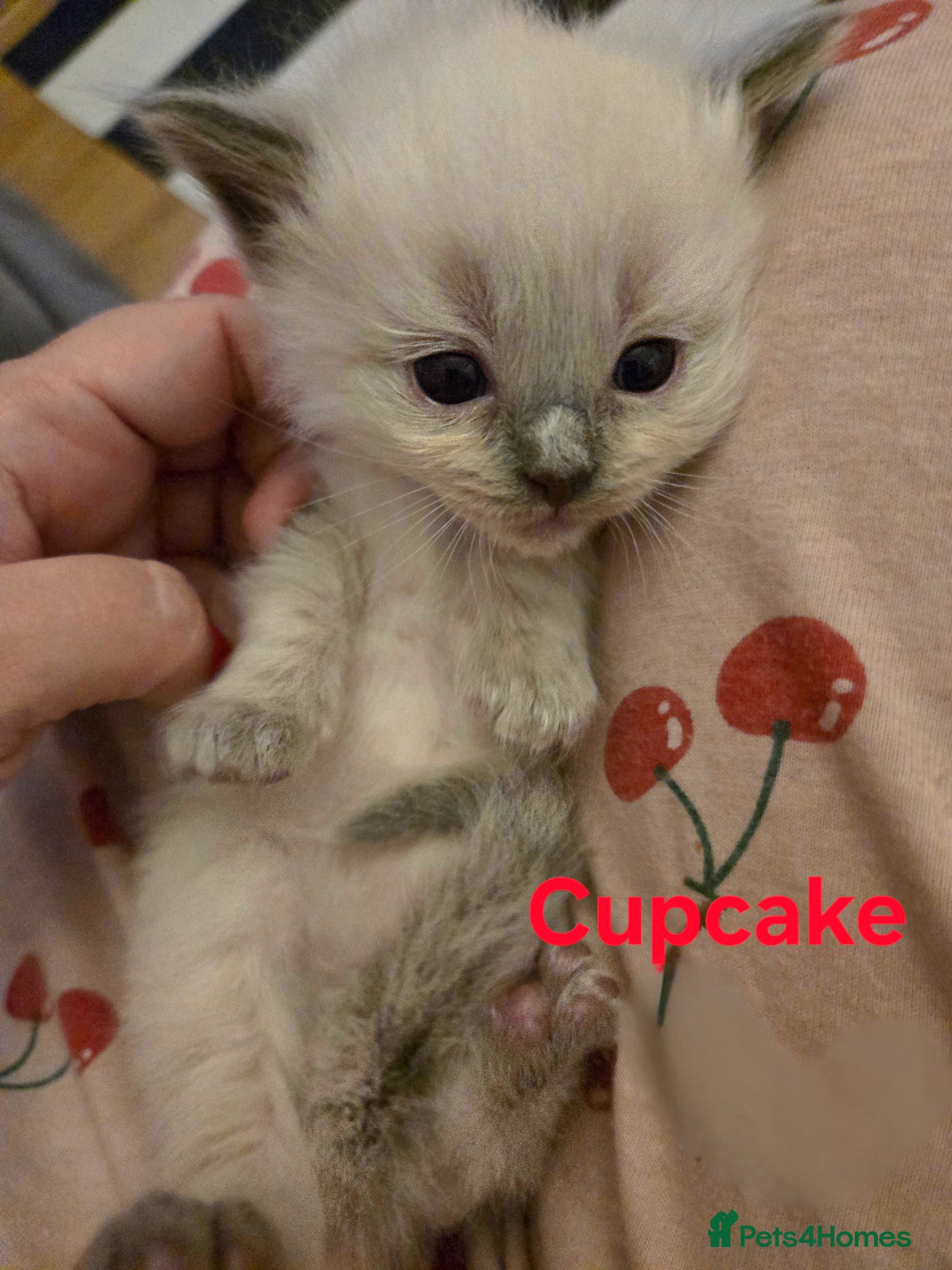 Ragdoll cats for sale: Stunning litter of Purebred Ragdoll kittens - Advert 30