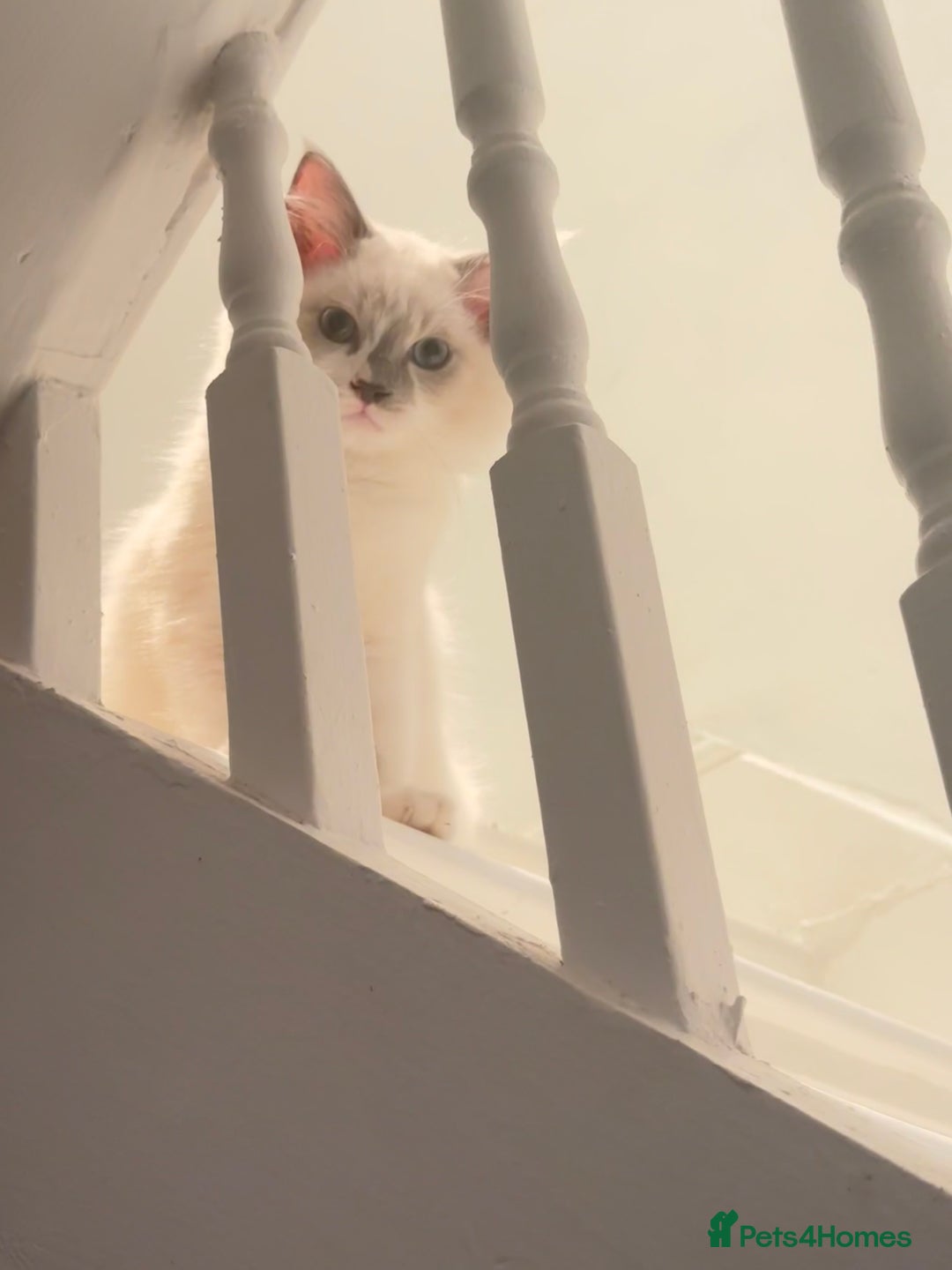 Ragdoll cats for sale: Handsome playful Ragdoll Kitten - Male - Image 7