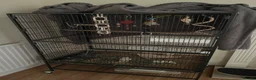 Budgerigars birds for sale: 2 budgies and cage in Nottingham - Advert 1
