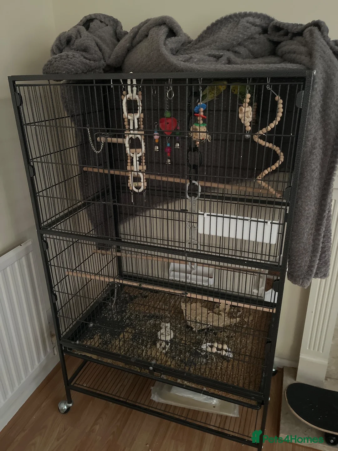 Budgerigars birds for sale: 2 budgies and cage in Nottingham - Advert 1