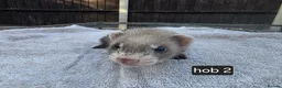 Ferret rodents for sale: New Kits Ready To Go  - Advert 14