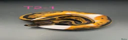 Snake reptiles for sale: Hatchling ball/royal pythons  - Advert 3