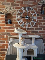 Scottish Fold cats - Advert 4