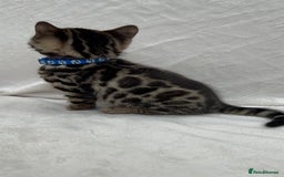 Bengal cats for sale: ❤️ GORGEOUS PURE BENGAL KITTENS ❤️ - Image 14