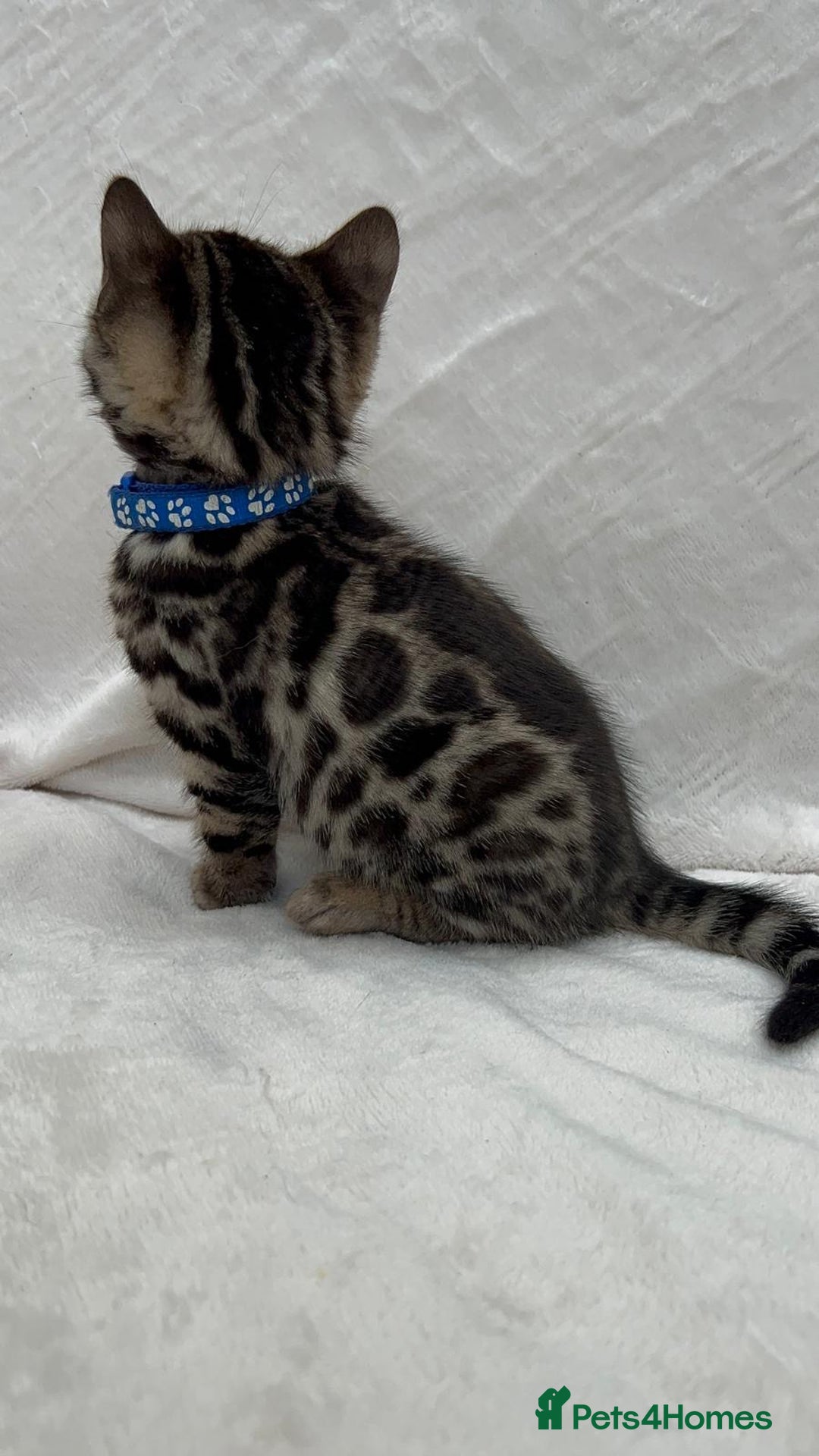 Bengal cats for sale: ❤️ GORGEOUS PURE BENGAL KITTENS ❤️ - Image 14