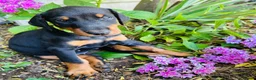 Dobermann dogs for sale: KC registered exclusive Dobermann puppies  - Advert 36