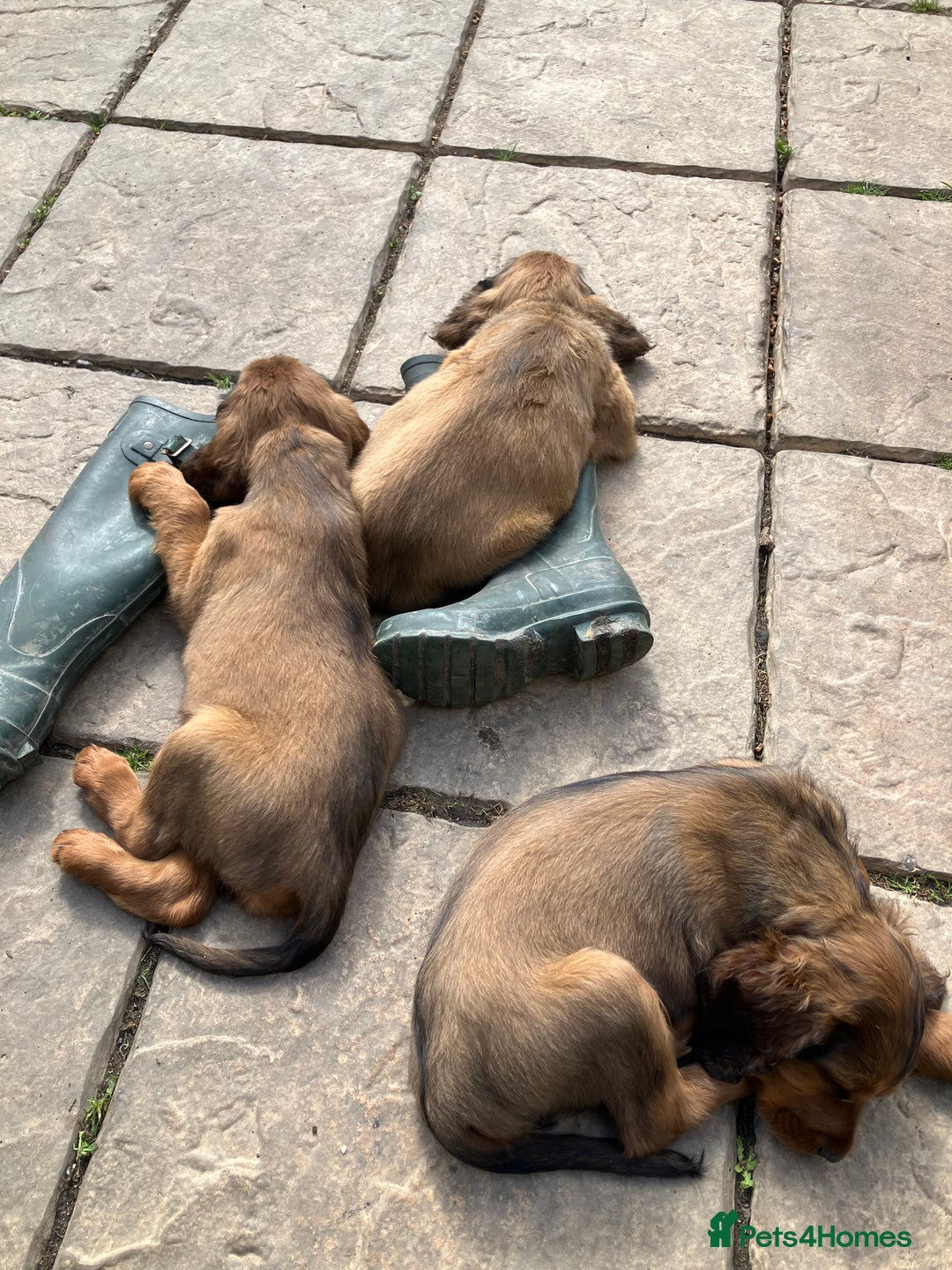Mixed Breed dogs for sale: Beautiful setter pups Gordon/Irish  - Image 4