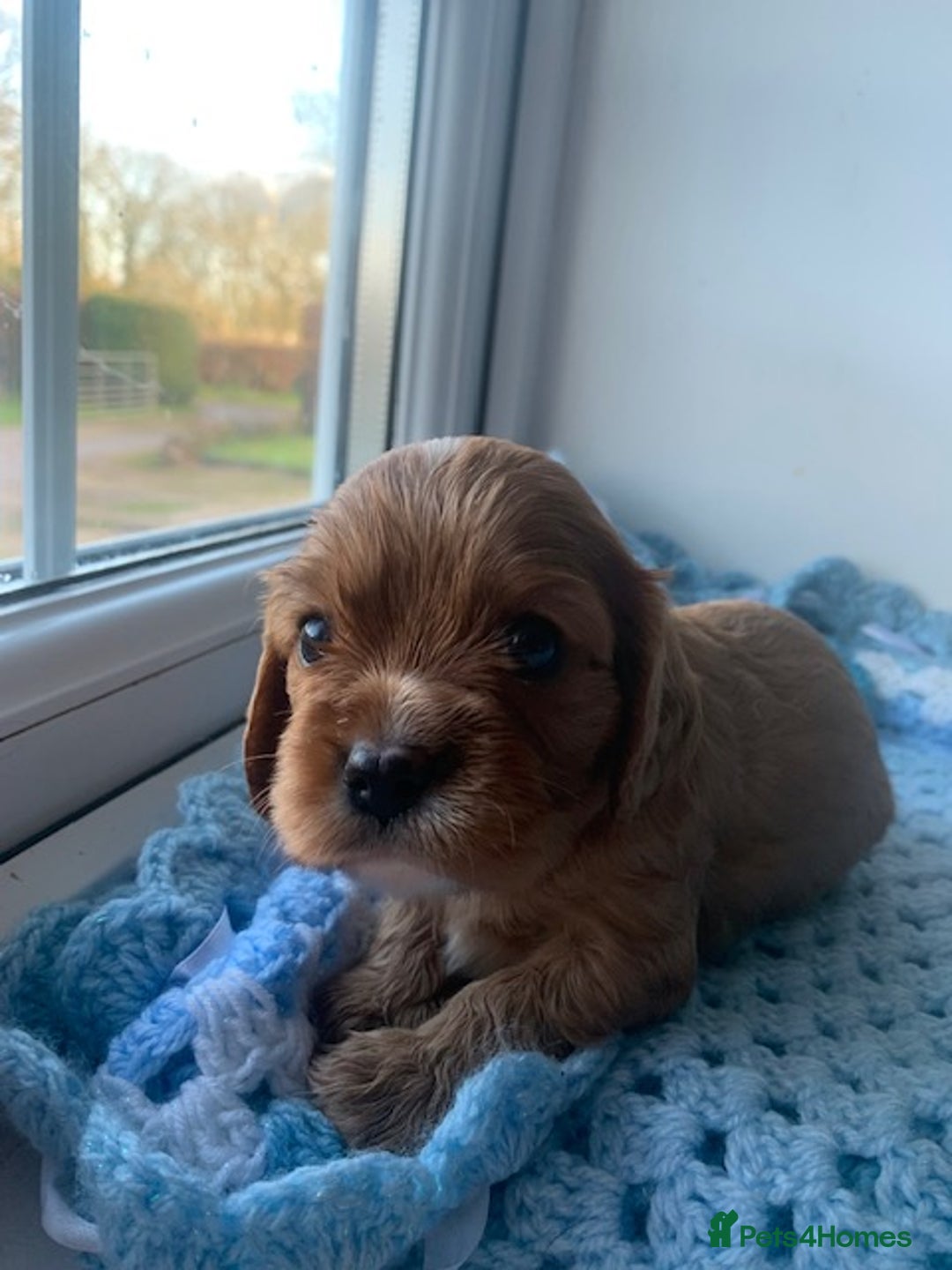Cavalier King Charles Spaniel dogs for sale: ruby & black and tan kc reg pups - Advert 1