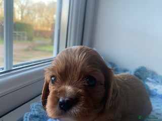 Cavalier King Charles Spaniel dogs ruby & black and tan kc reg pups - Advert 1