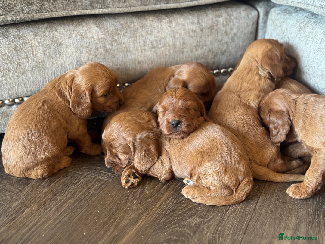 Cockapoo dogs for sale: BEAUTIFUL RED COCKAPOO PUPS HEALTH TESTED PARENTS - Advert 8