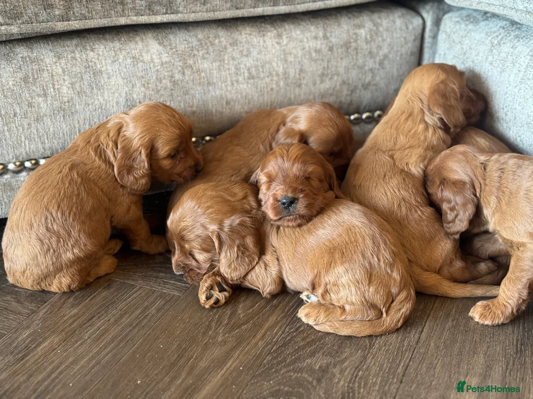 Cockapoo dogs for sale: BEAUTIFUL RED COCKAPOO PUPS HEALTH TESTED PARENTS - Advert 4