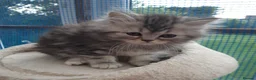 Siberian cats for sale: Absolutely Fabulous Kittens - Advert 12