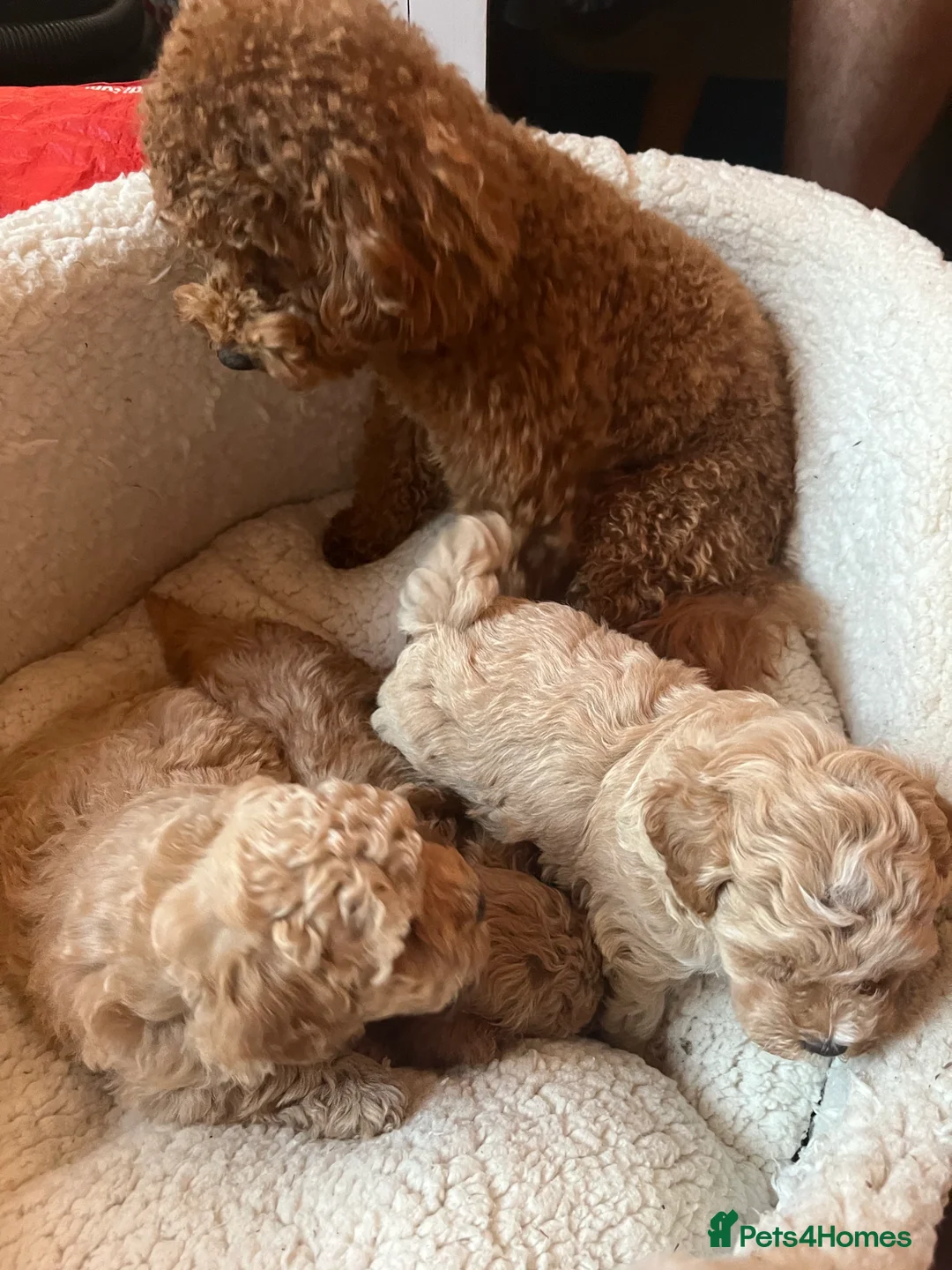 Toy Poodle dogs for stud: KC Red Toy Poodle in Cardigan - Advert 12
