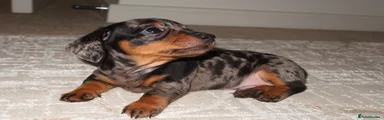 Miniature Dachshund 2