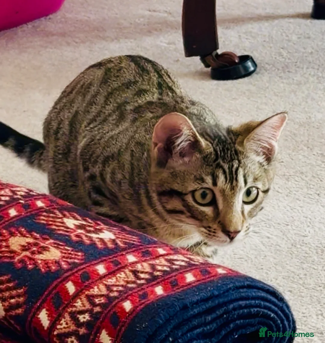 Siamese cats for sale: Stunning Bengal x Siamese kitten  - Advert 10