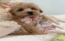 Maltipoo dogs for sale: 7 stunning f1 Maltipoo's. Fully DNA & Heath clear - Image 7