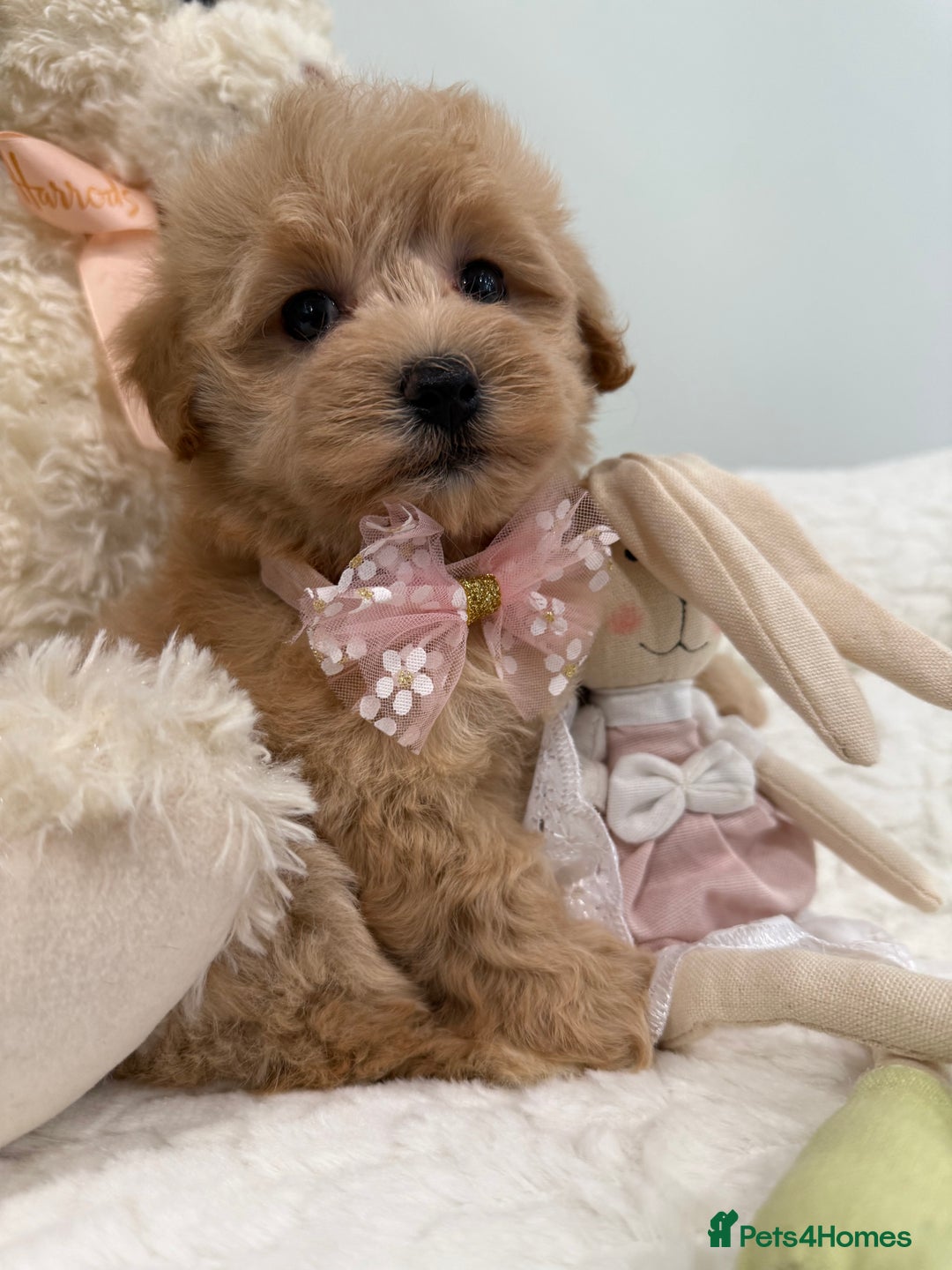 Maltipoo dogs for sale: 7 stunning f1 Maltipoo's. Fully DNA & Heath clear - Image 7