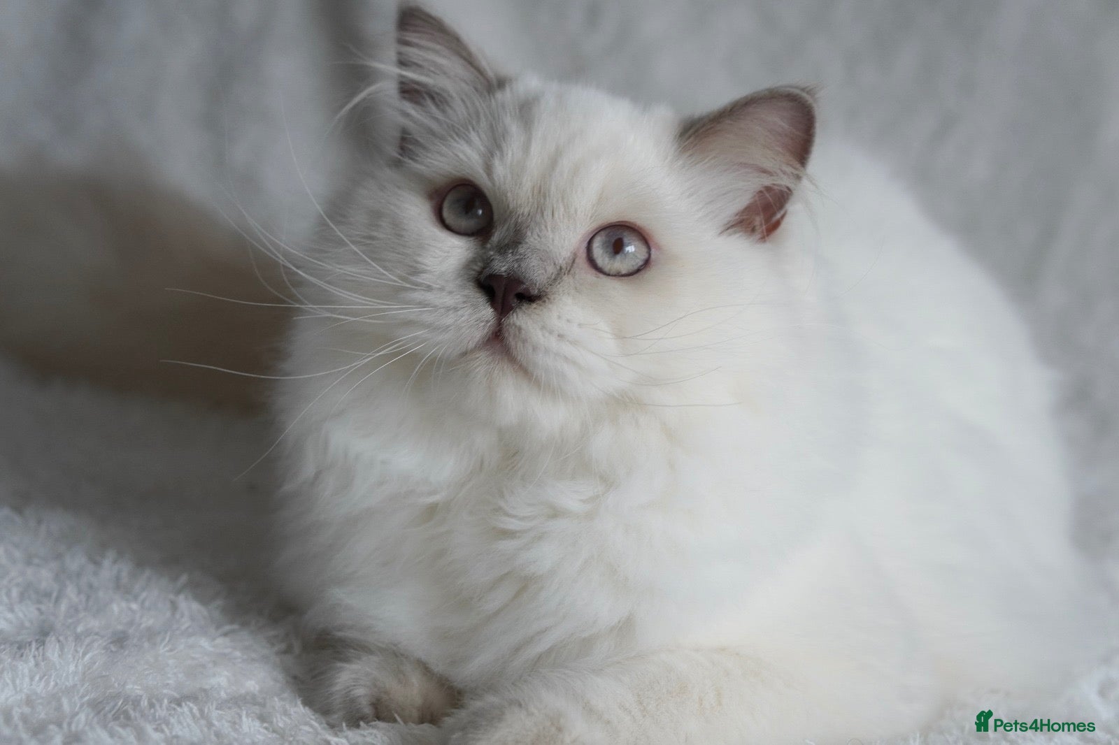 British Longhair cats Beautiful and friendly NEUTERED kitten - Advert 2