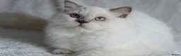 British Longhair cats for sale: Beautiful and friendly NEUTERED kitten - Advert 2