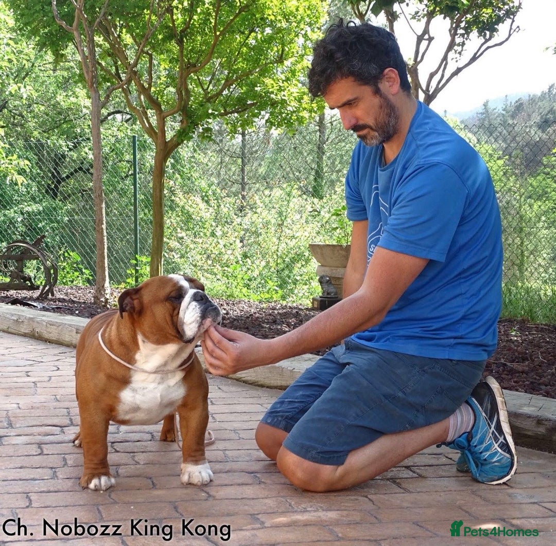 English Bulldog dogs for sale: Champion Sired KC Reg Bulldog Puppies  - Advert 20